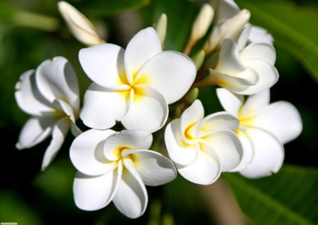 Gốc sứ già ra hoa trắng muốt