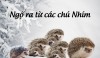 Ngộ ra từ các chú Nhím