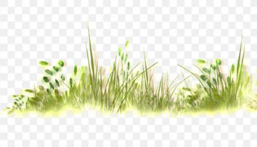 Lời thì thầm của cỏ